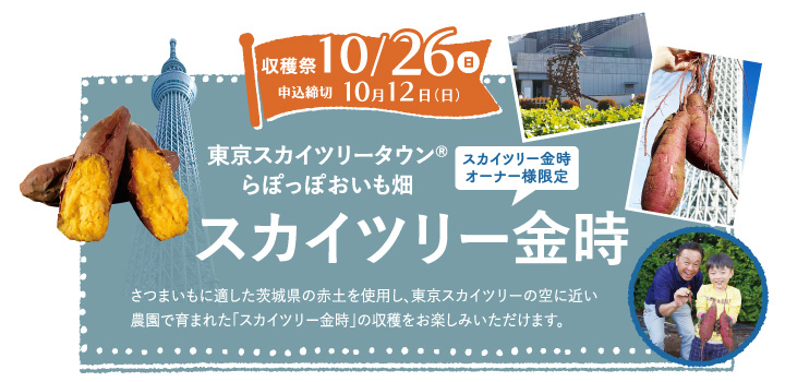 スカイツリー金時