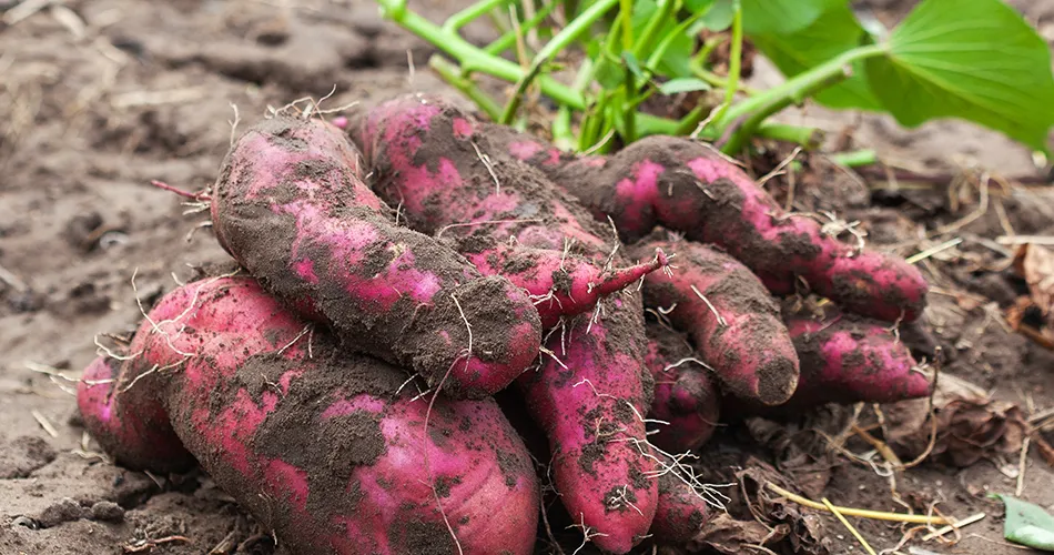 さつまいもイメージ