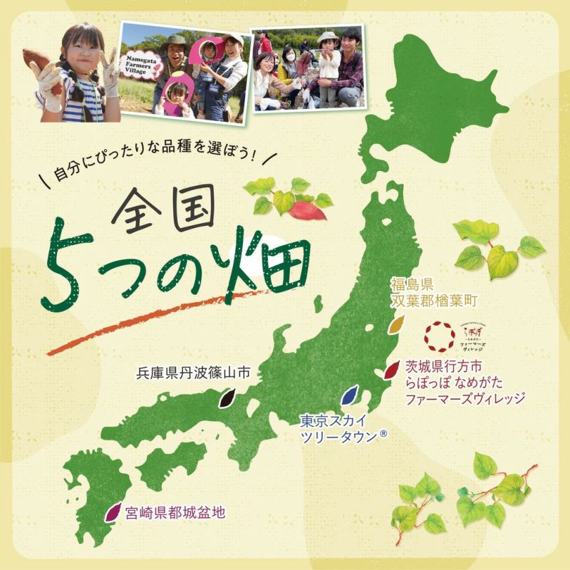2025年度早割】「おいも株」オーナー権利 霧島紅かぐら(きりしま