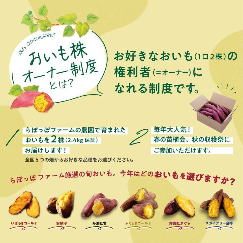 鹿児島県産紅まさり切り苗 KAZ様専用 （商品詳細｜鹿児島 お土産