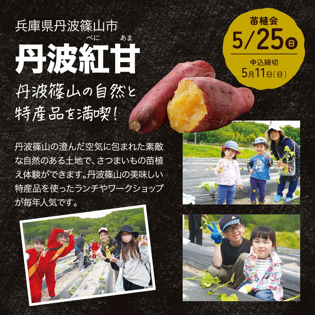 おいも株オーナー制度2025苗植会【丹波紅甘】