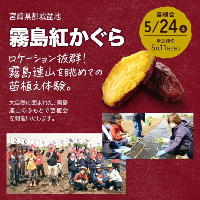 おいも株オーナー制度2025苗植会【霧島紅かぐら】