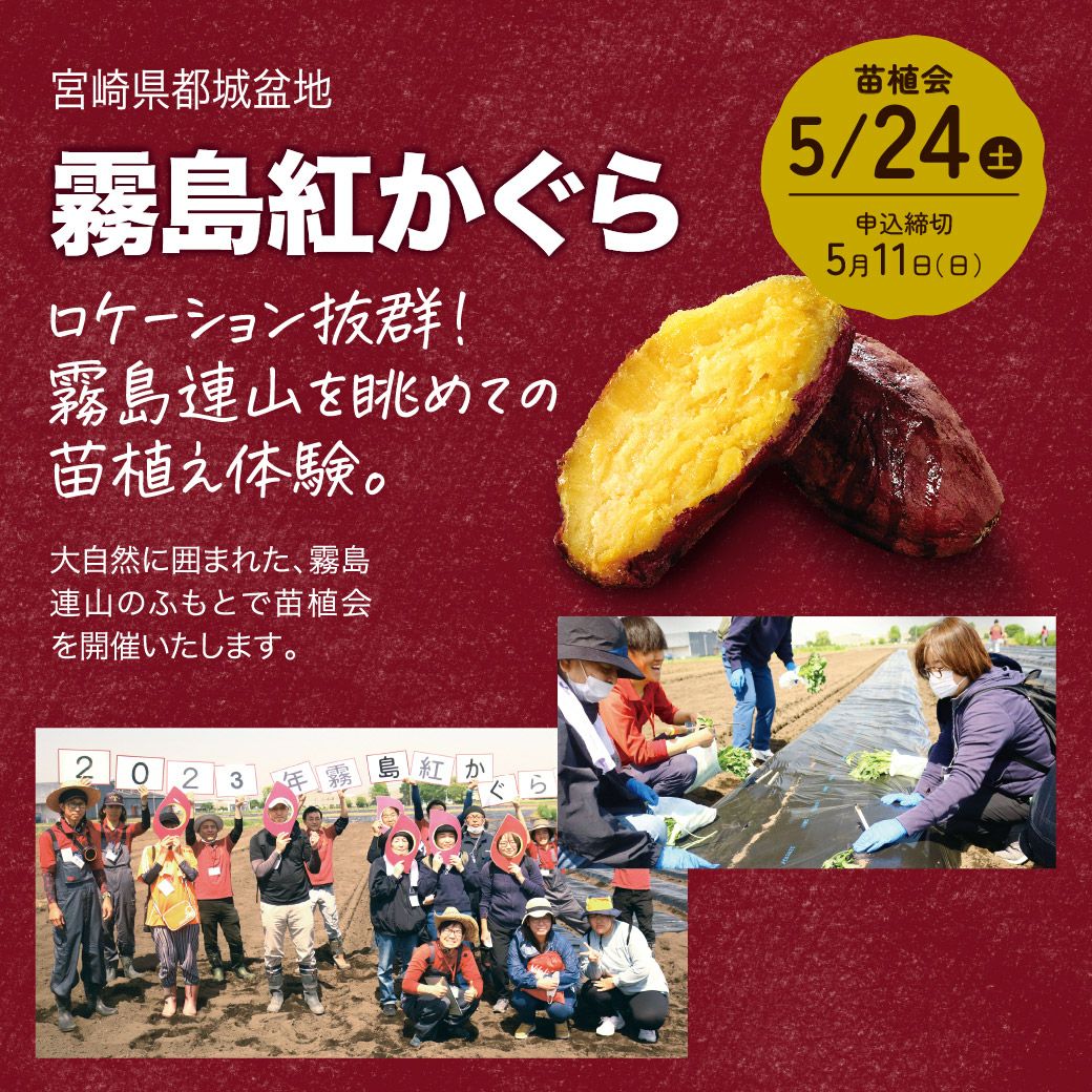 おいも株オーナー制度2025苗植会【霧島紅かぐら】