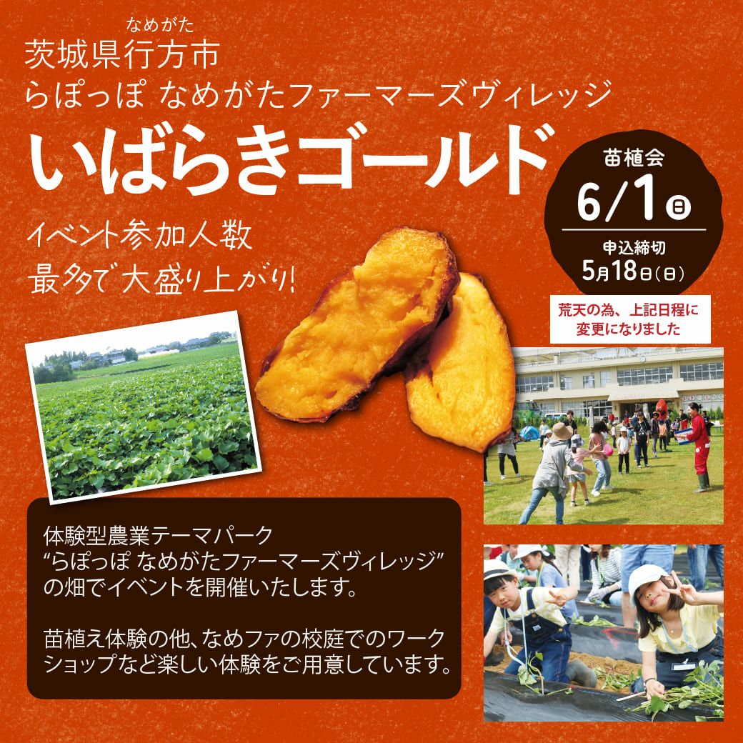 おいも株オーナー制度2025苗植会【いばらきゴールド】