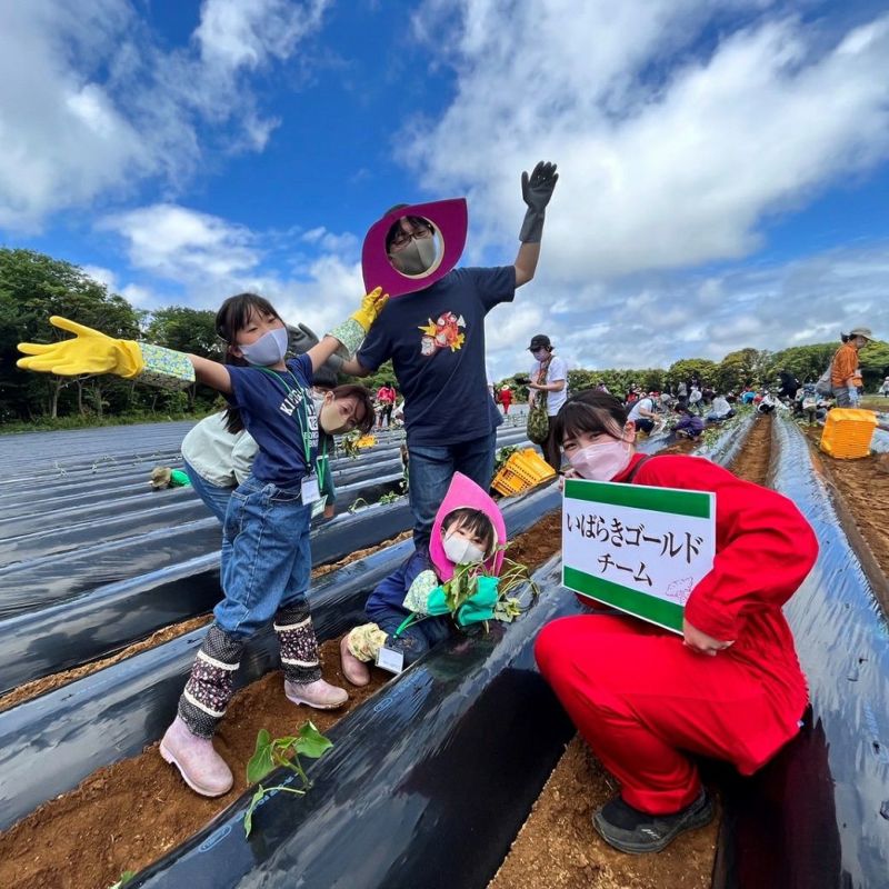 おいも株オーナー制度2025苗植会【いばらきゴールド】