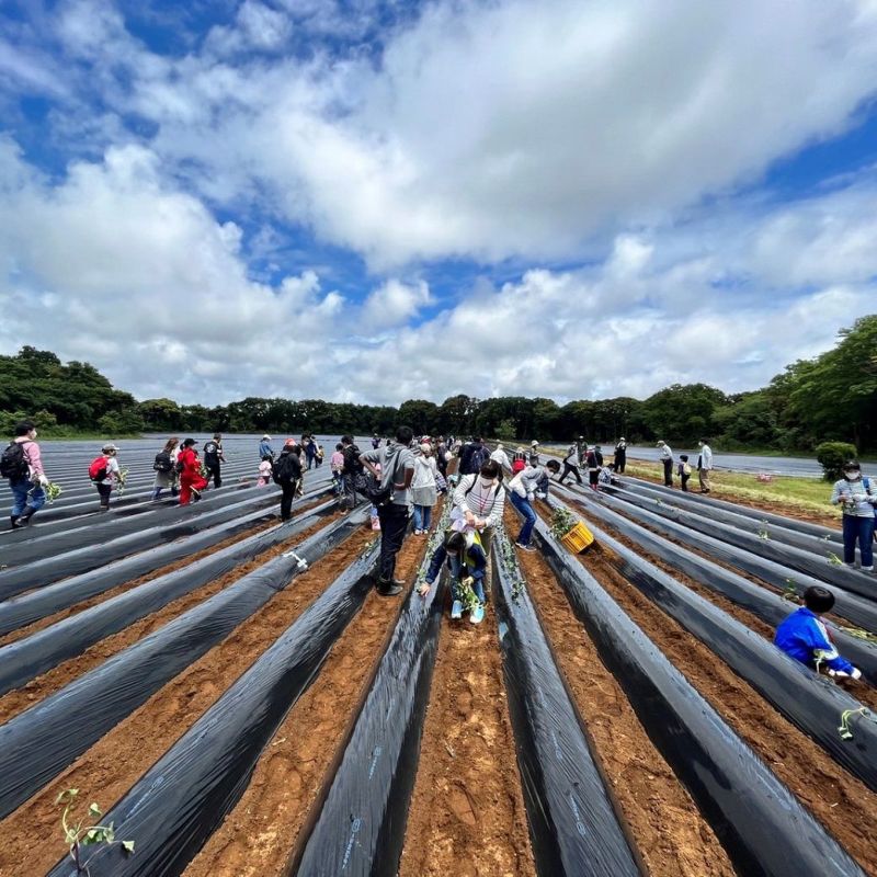 おいも株オーナー制度2025苗植会【いばらきゴールド】