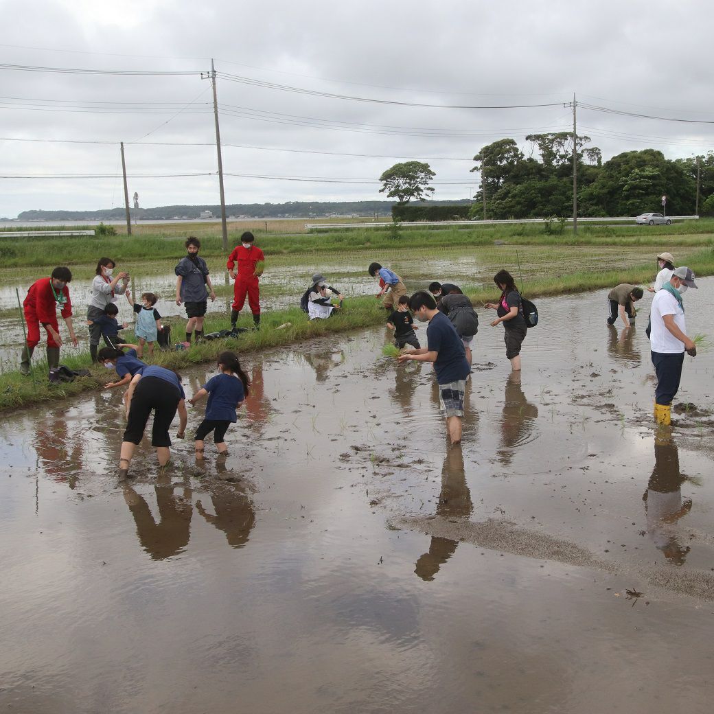 おいも株オーナー制度2025苗植会【いばらきゴールド】