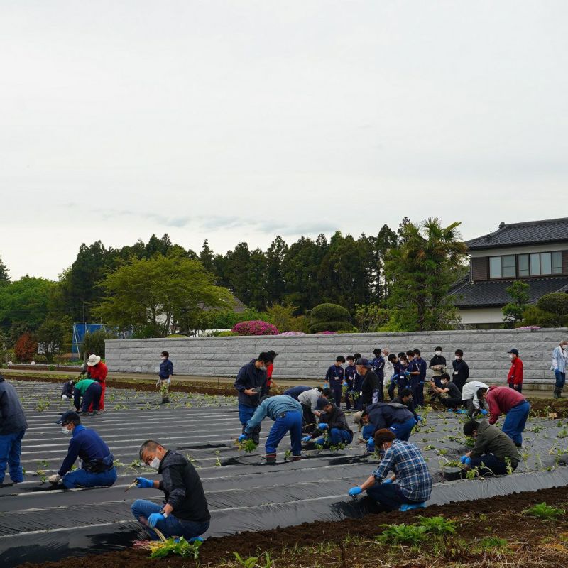 おいも株オーナー制度2023苗植会【ふくしまゴールド】