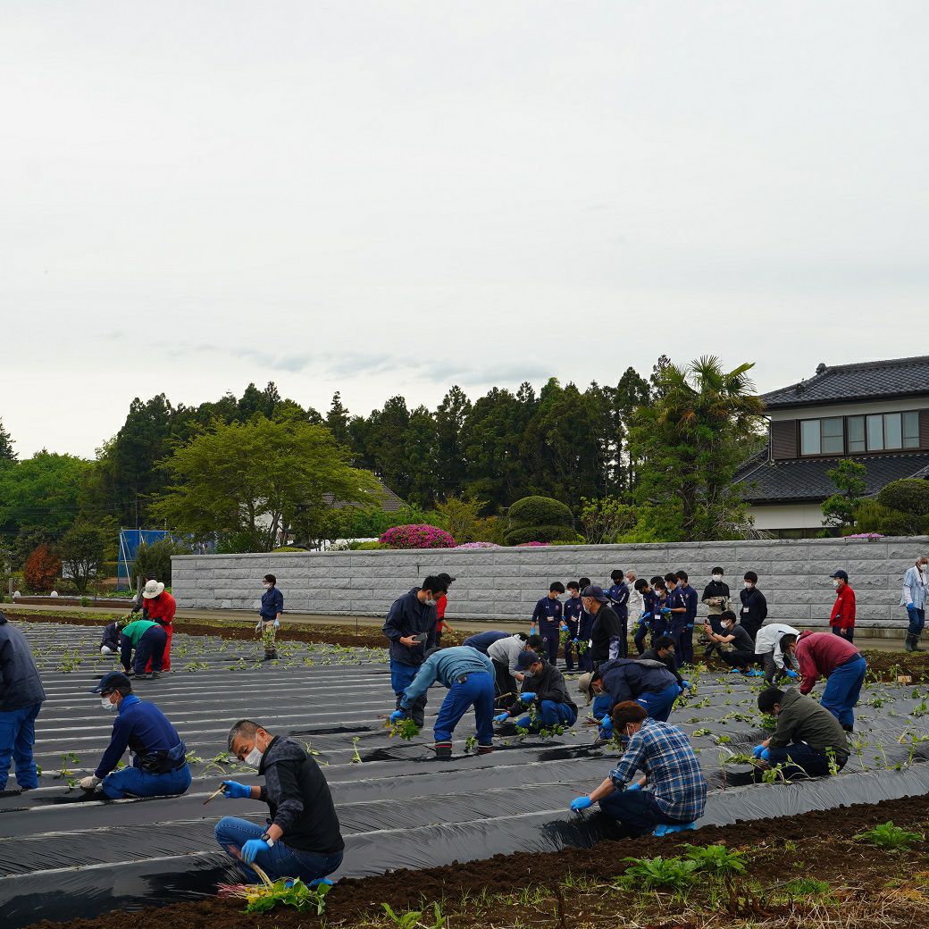 おいも株オーナー制度2025苗植会【ふくしまゴールド】