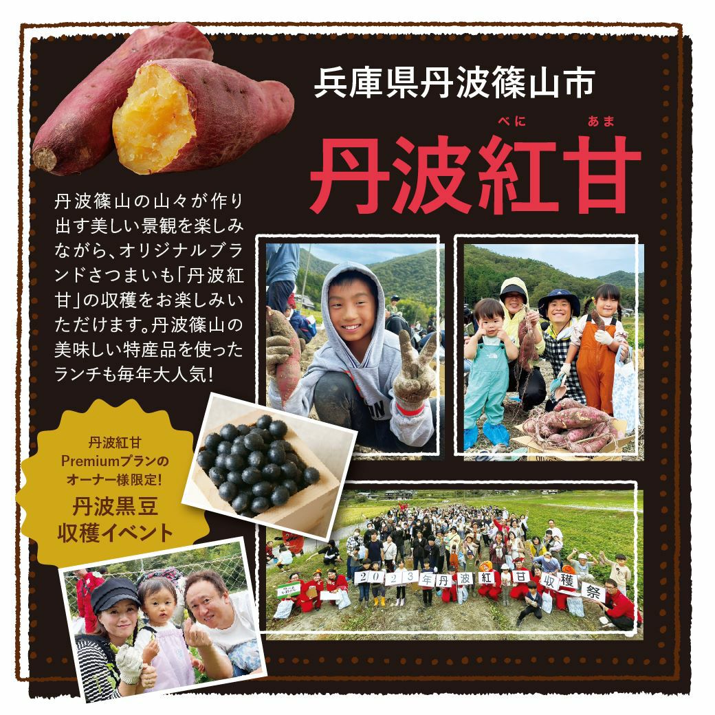 丹波紅甘