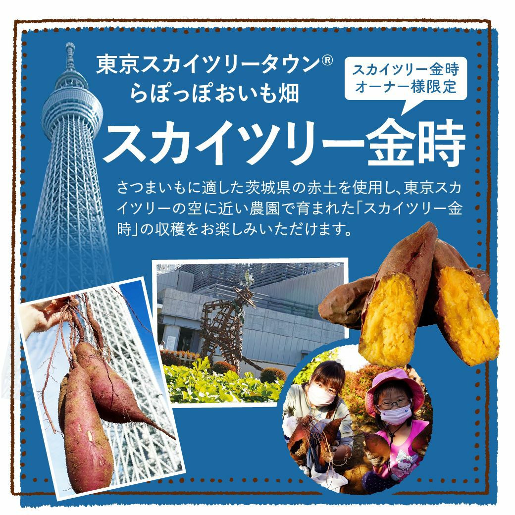 スカイツリー金時