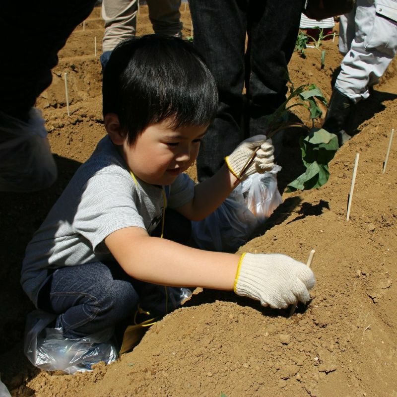 おいも株オーナー制度2025収穫祭【スカイツリー金時】◇大人2600円